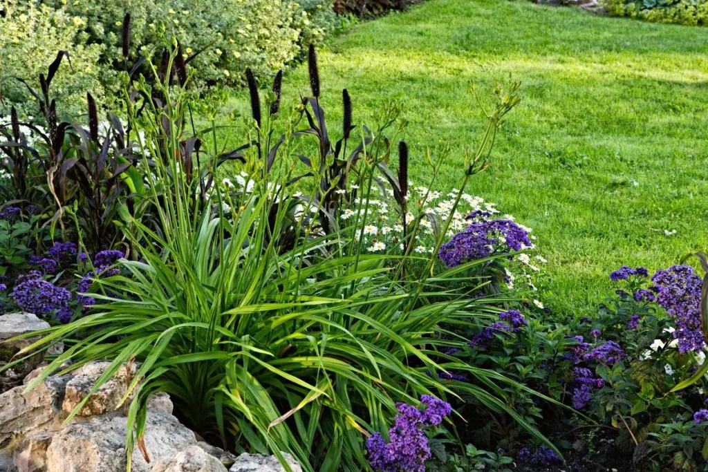 Flowers and shrub in garden bed